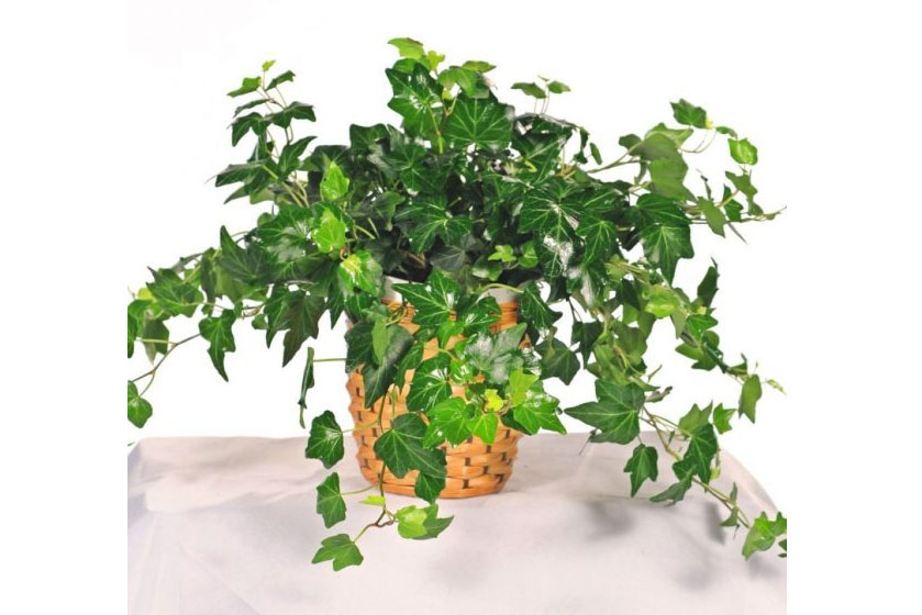 1522115542201326.jpg 英國(guó)常春藤.jpg